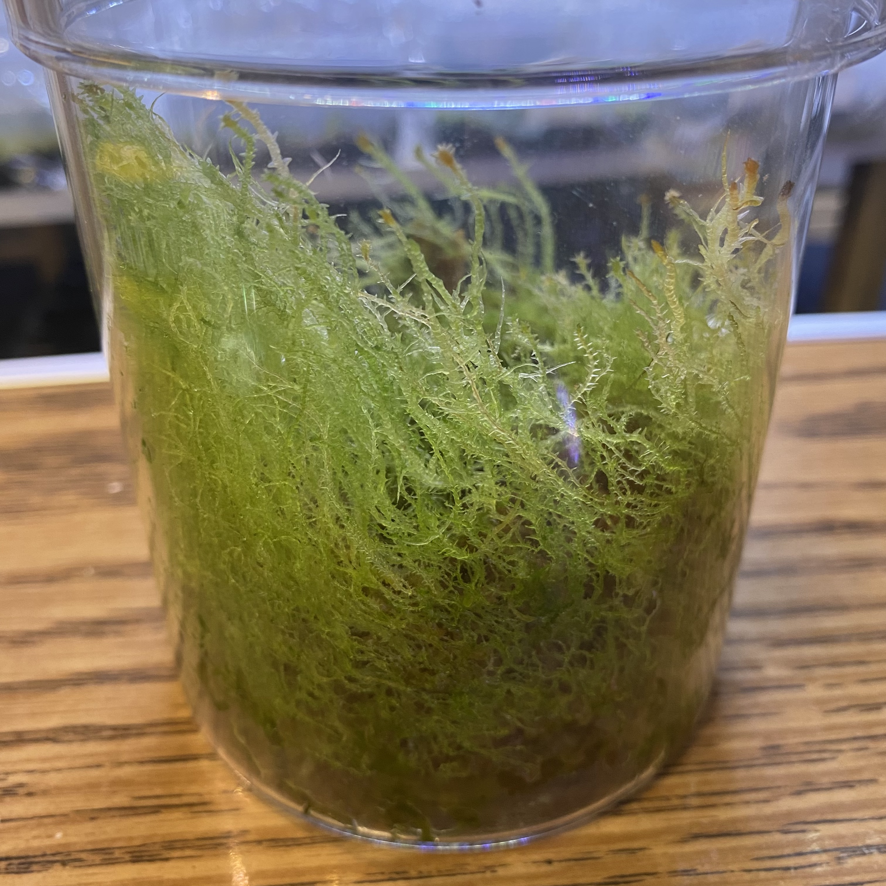 ビカクシダの胞子培養で苔や植物が生えてきたらどうする？