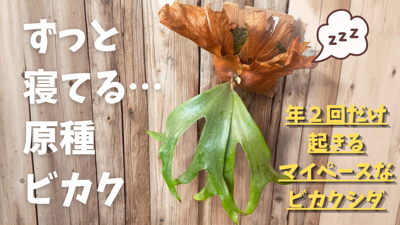 ステマリア(p. stemaria)の育成・成長レポート