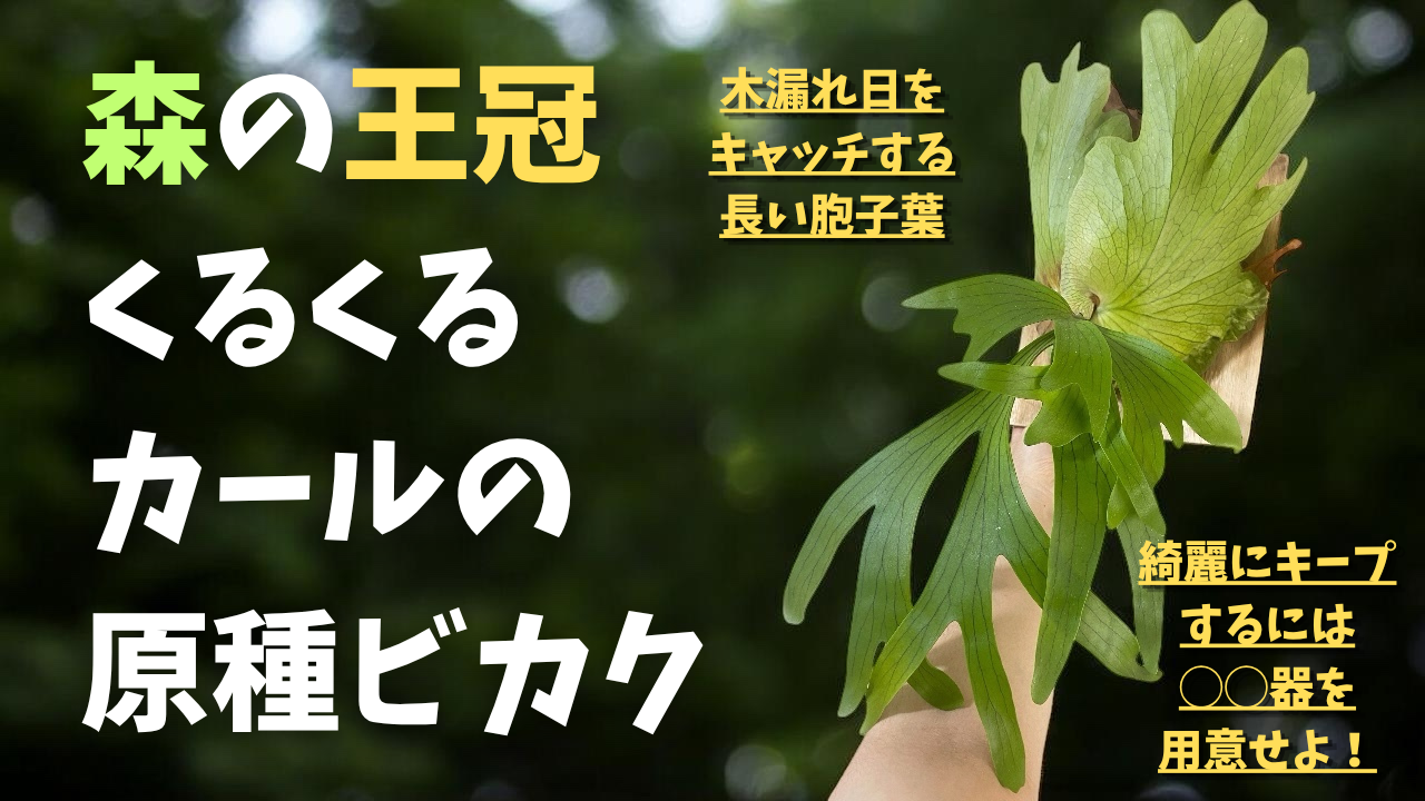コロナリウム(P. coronarium)の育成・成長レポート