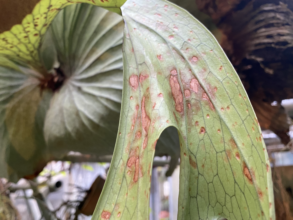 褐斑細菌病にかかったビカクシダの胞子葉