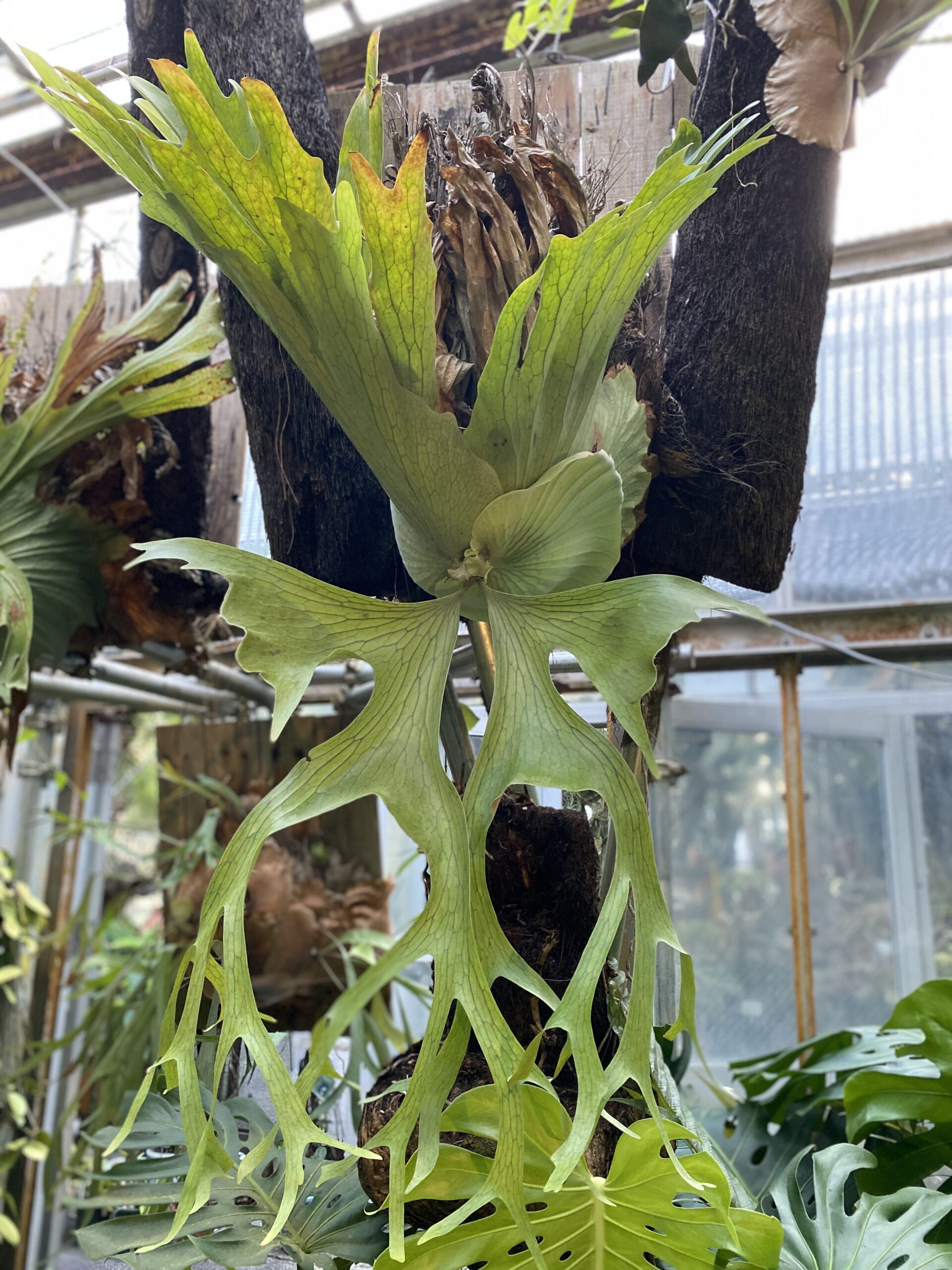 ホルタミー(P. holttumii)の育成・成長レポート