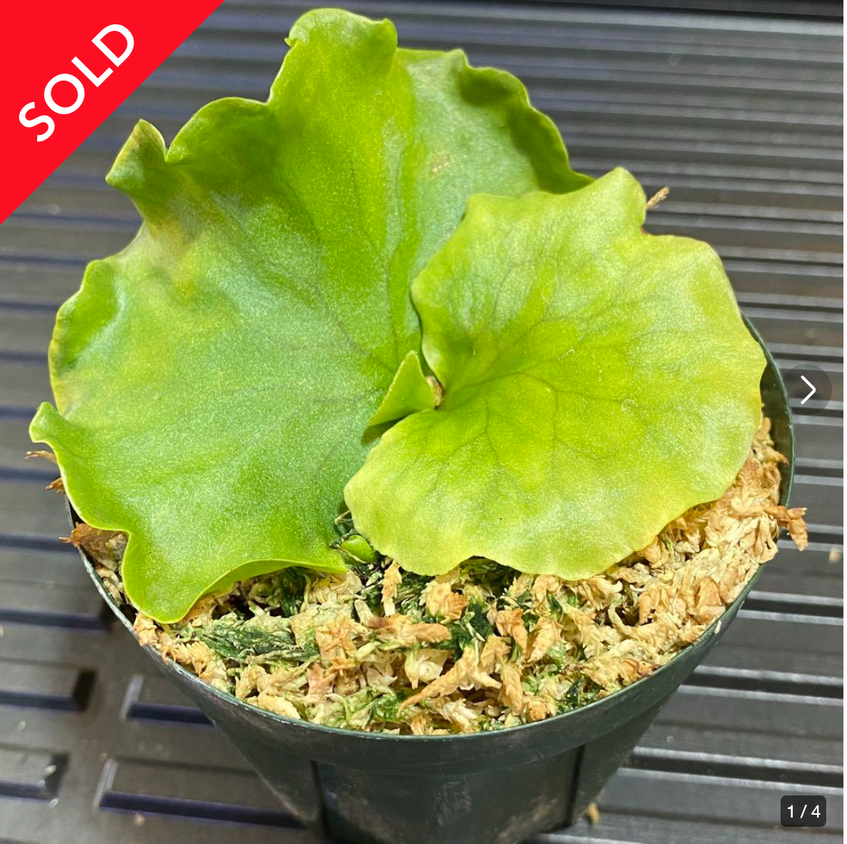 の*弁様 ビカクシダ コロナリウム　胞子培養株　板付品 売り切れ】コロナリウム(coronarium)ビカクシダ 胞子培養株