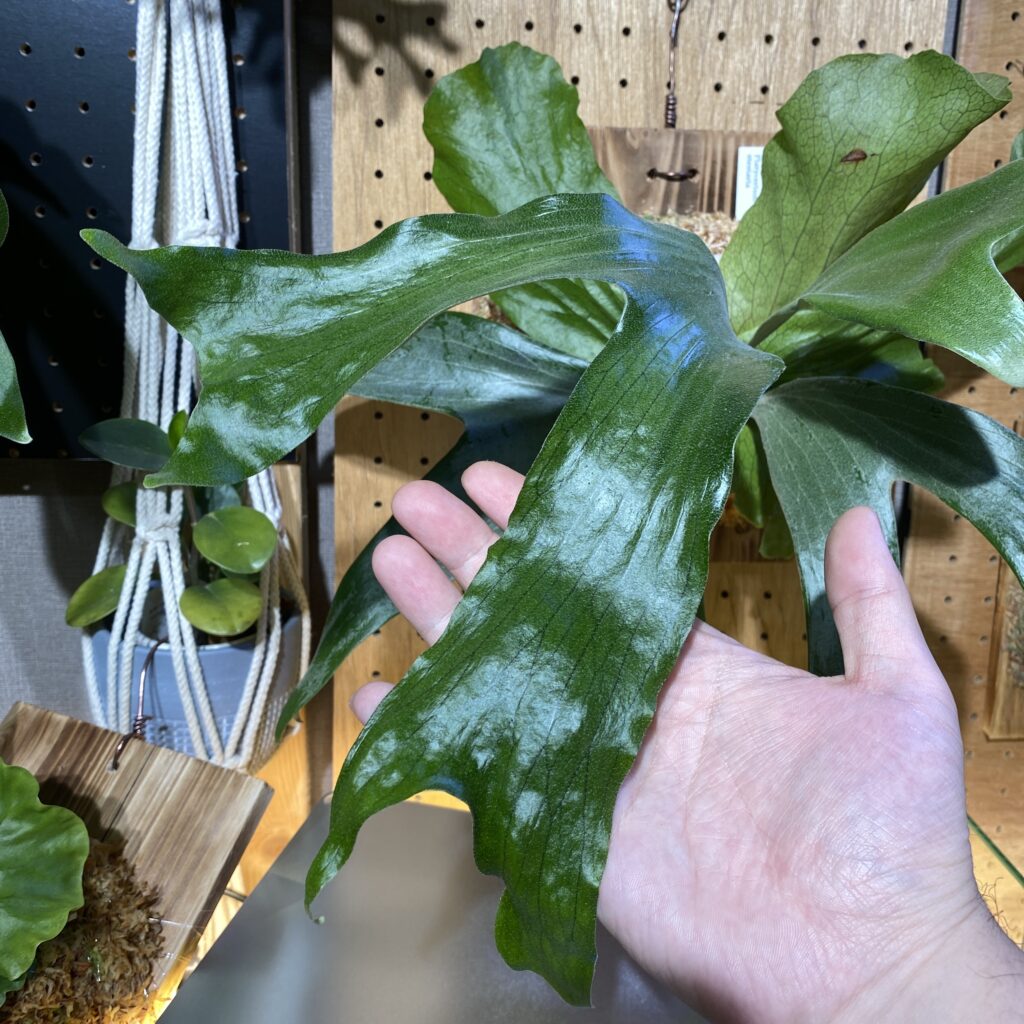 ステマリアの胞子葉