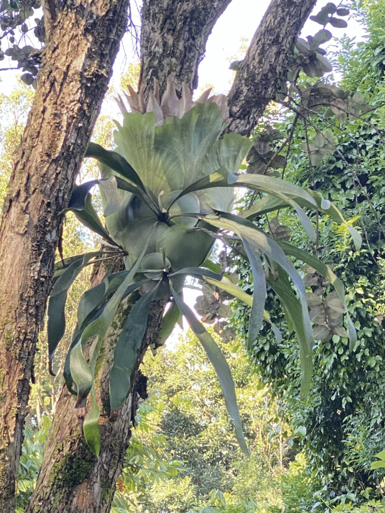 ビカクシダにはどんな種類があるの？