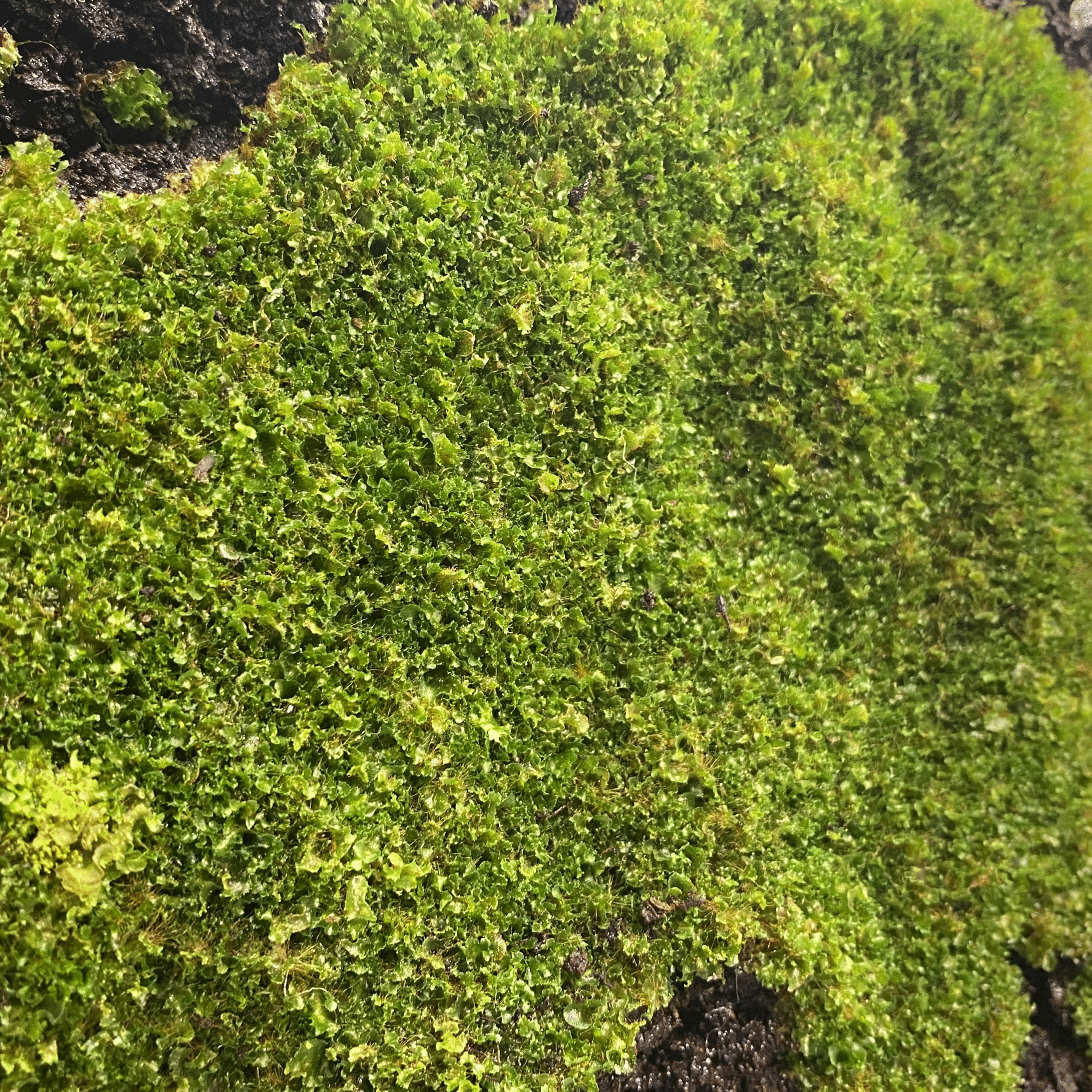 前葉体の成長が止まった!ビカクシダが受精しない、胞子体が出ないときの対策