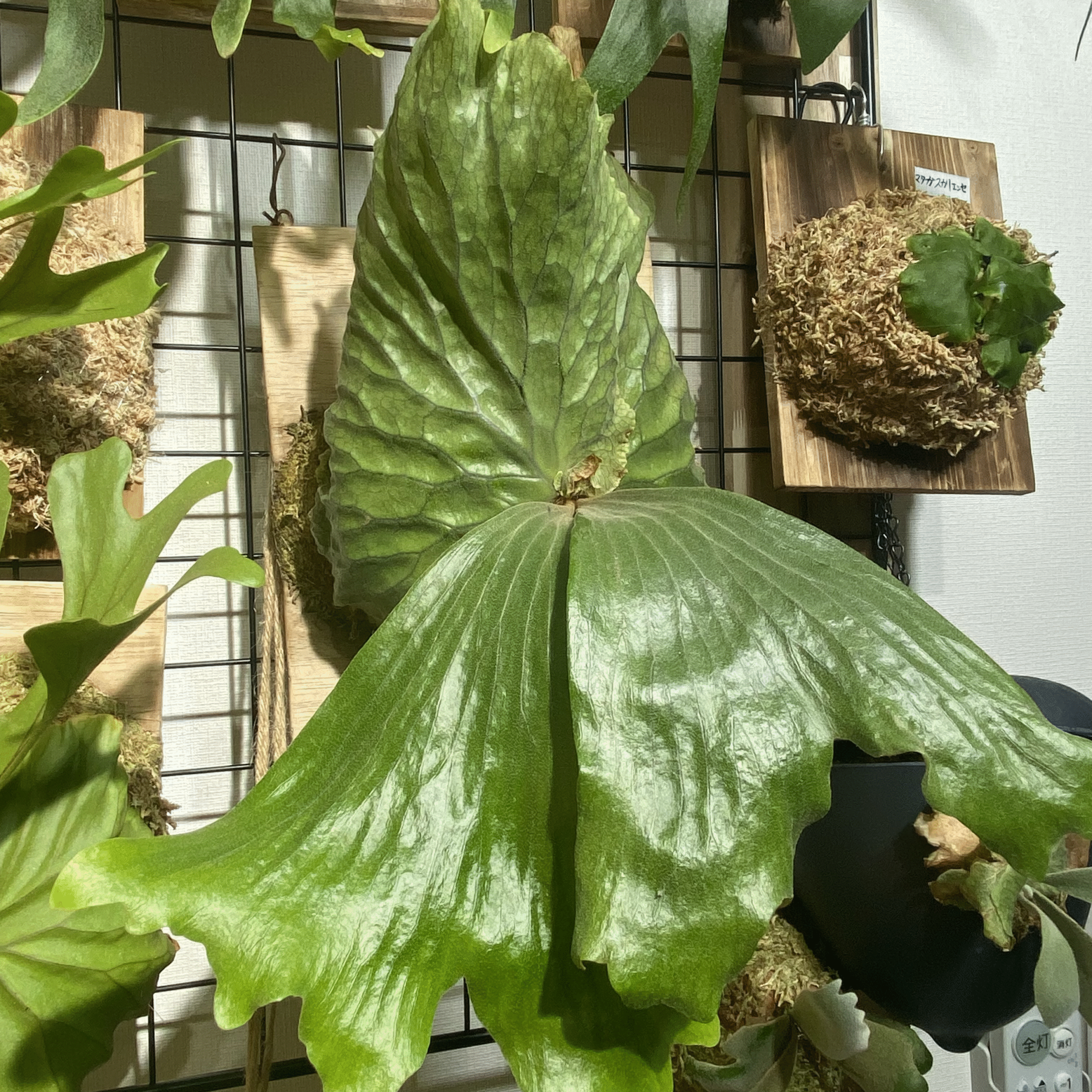 ビカクシダ エラワン（親株） ビカクシダ エラワン（親株）