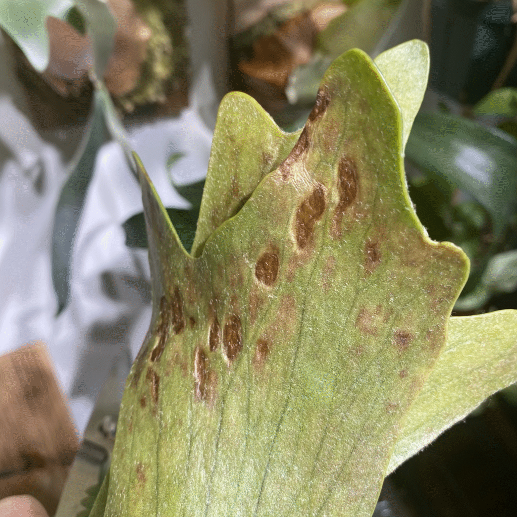 ビカクシダの褐斑細菌病の画像