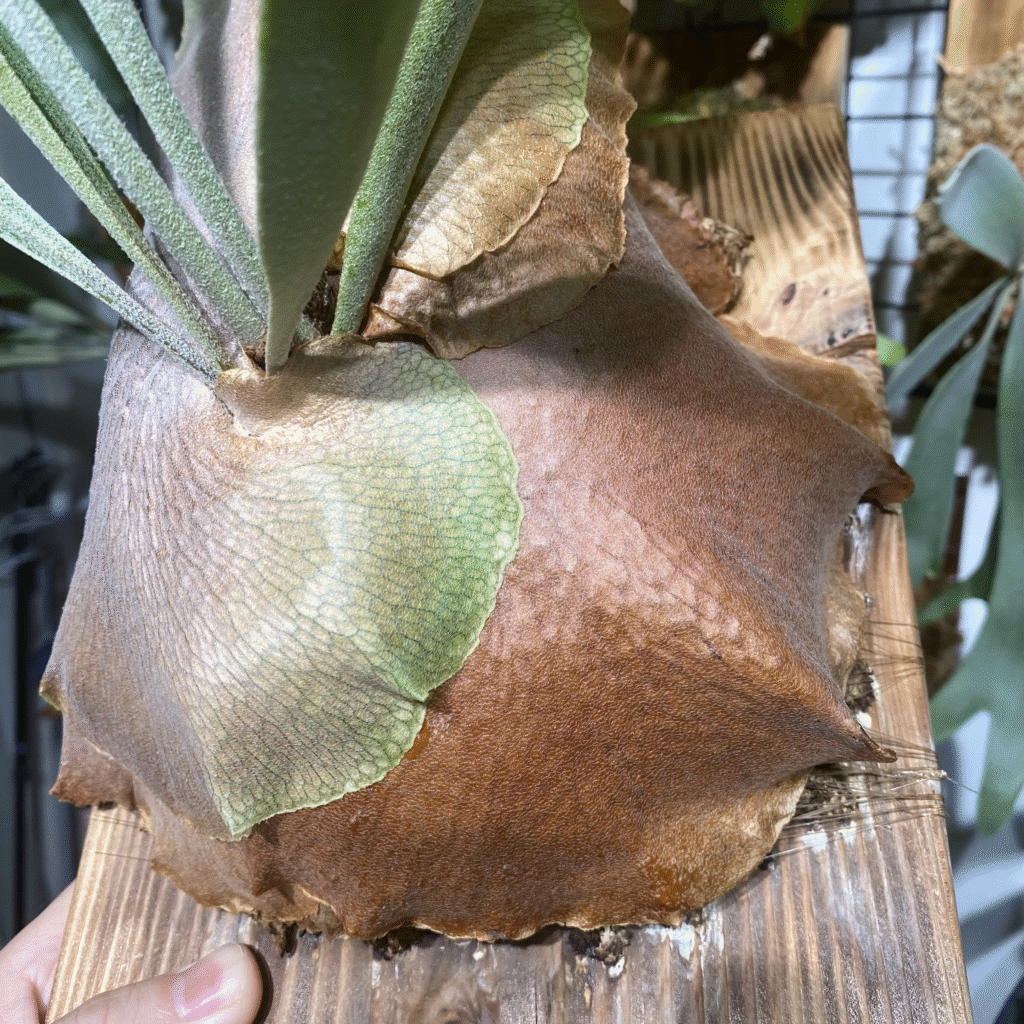 アルシコルネの貯水葉が茶色く枯れ込んだときの画像