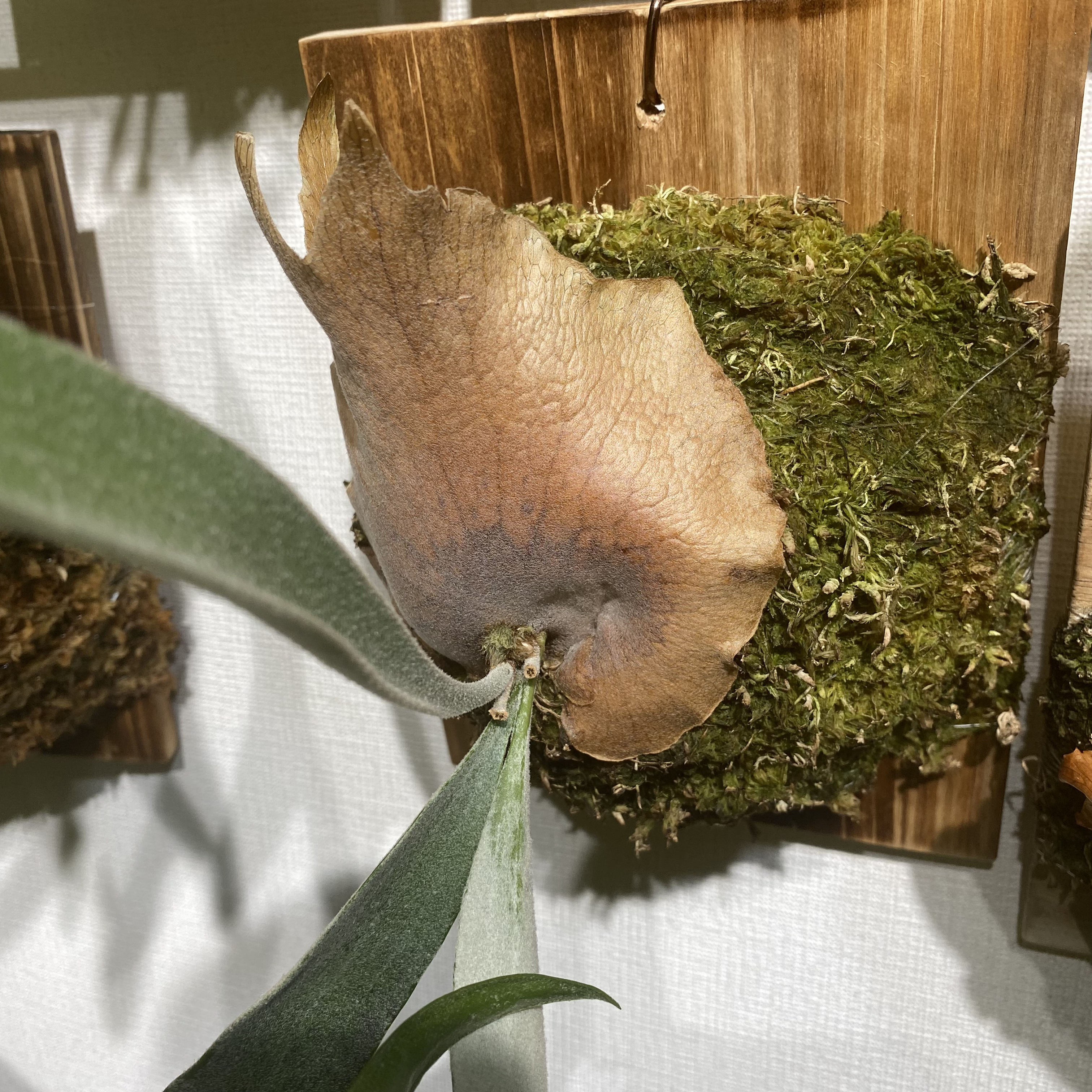 ヴィーチーの貯水葉が茶色く枯れ込んだときの画像