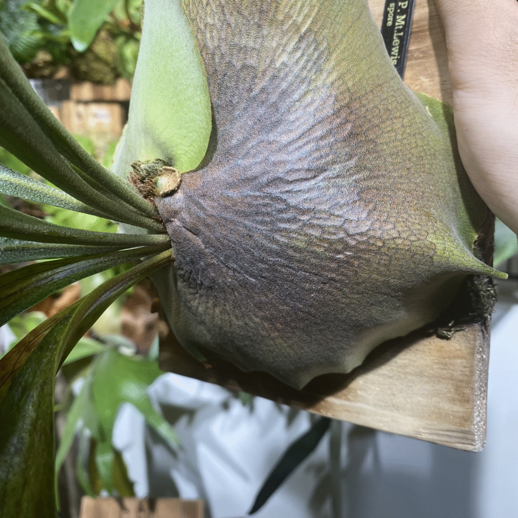 マウントルイスの貯水葉が茶色く枯れ込んだときの画像