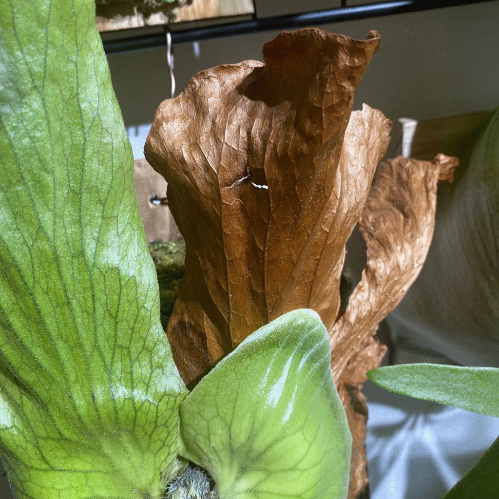 ステマリアの画像