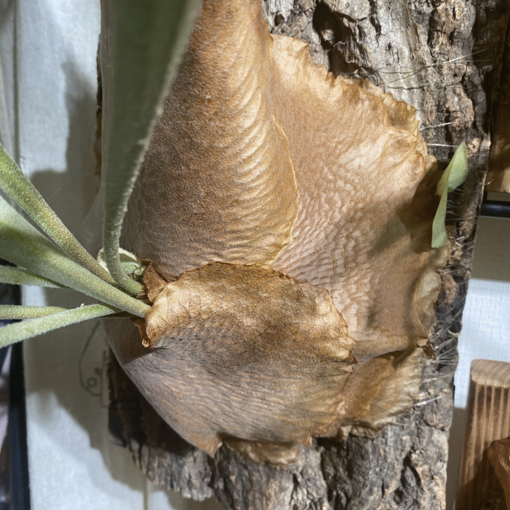 ネザーランドの貯水葉が茶色く枯れ込んだときの画像