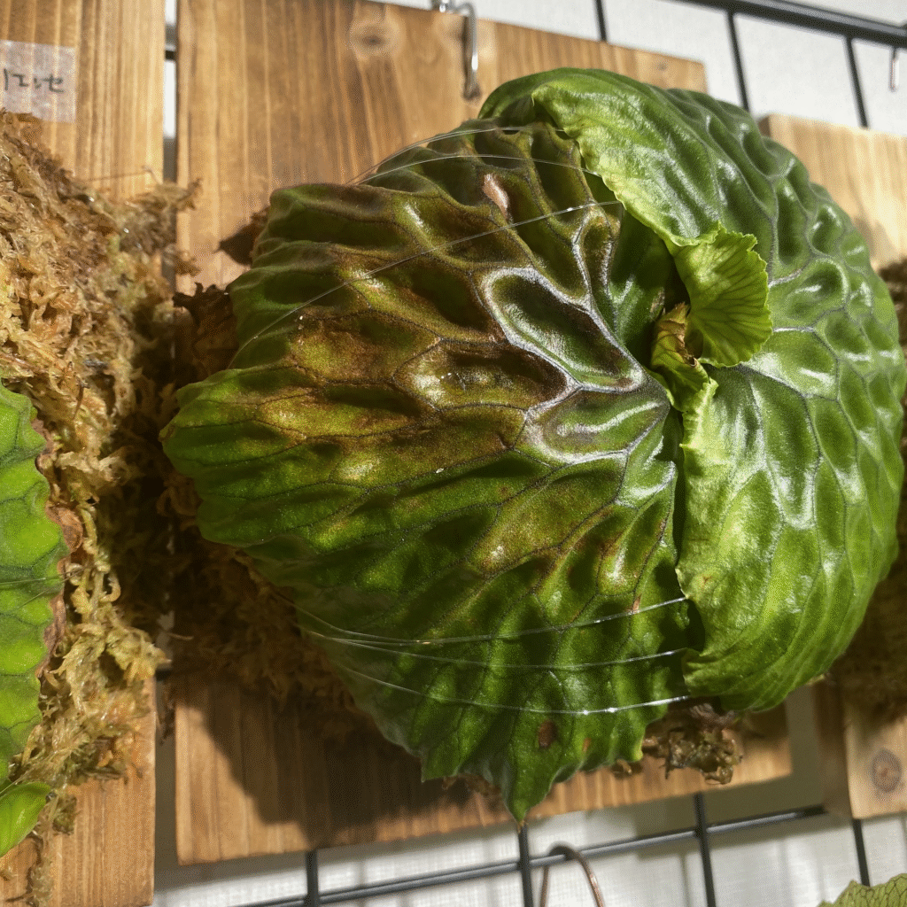 マダガスカリエンセの貯水葉が枯れ込んできた時の画像