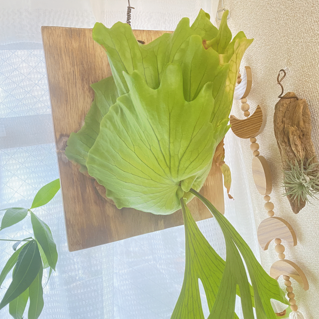 コロナリウムの貯水葉