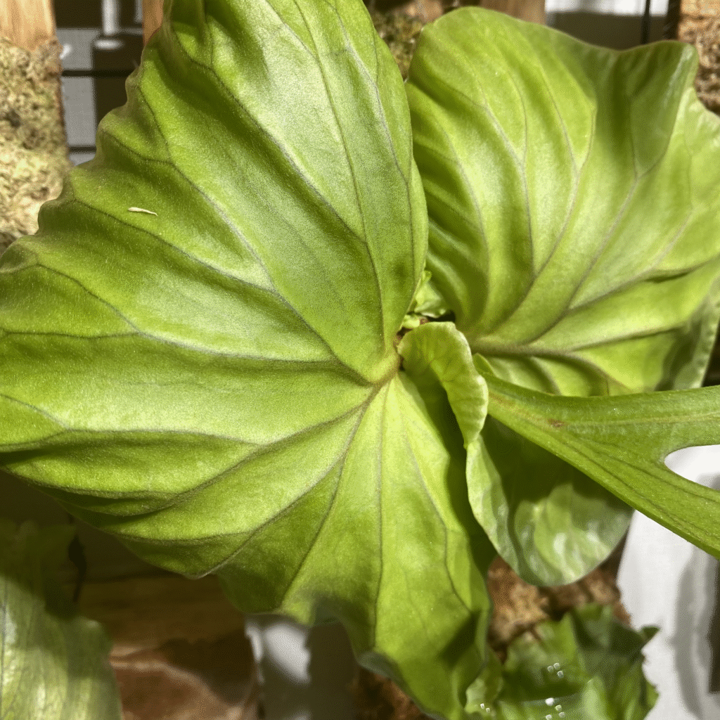 リドレイの貯水葉