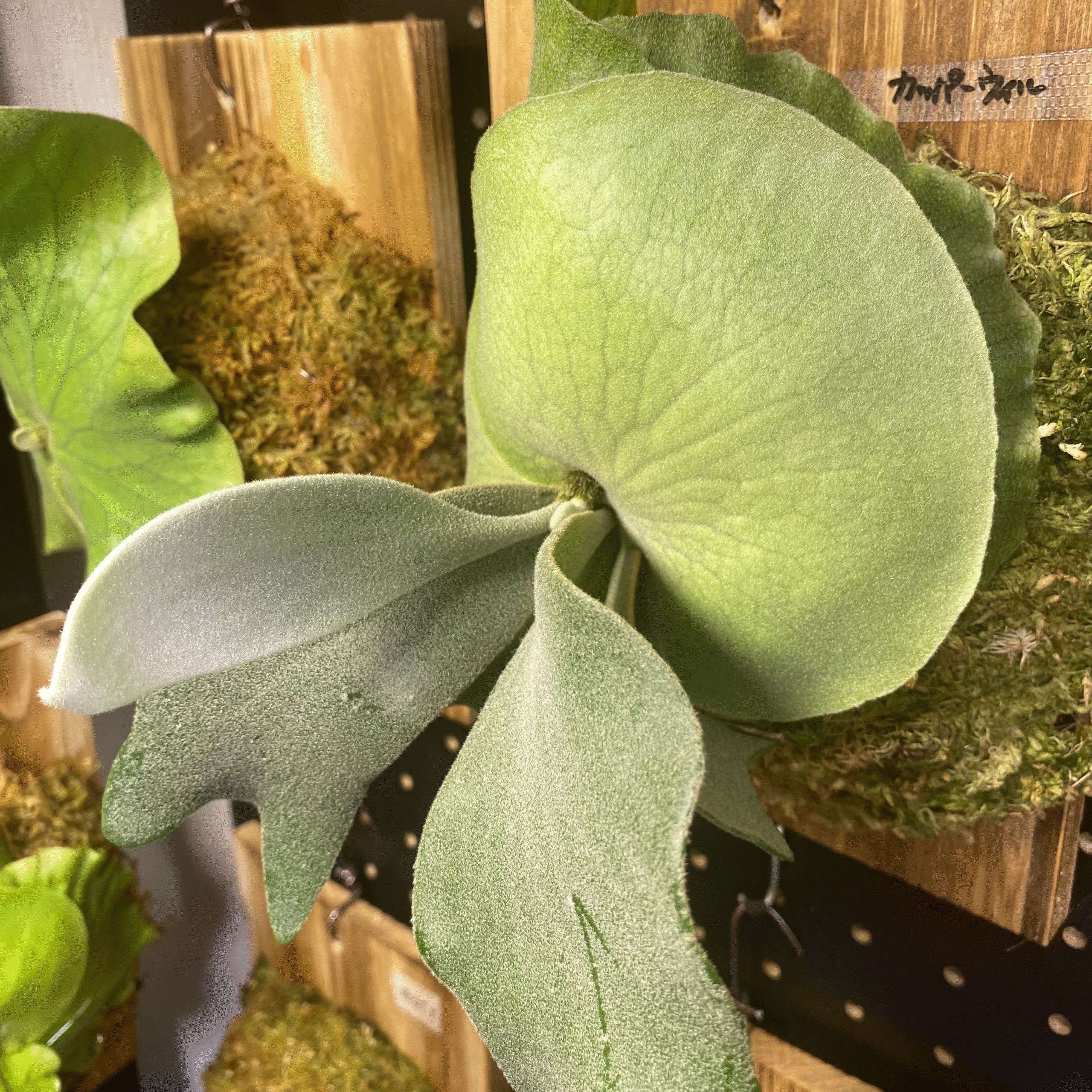 カッパーウィル（P. willinckii 'Copper Will'）の育成・成長レポート