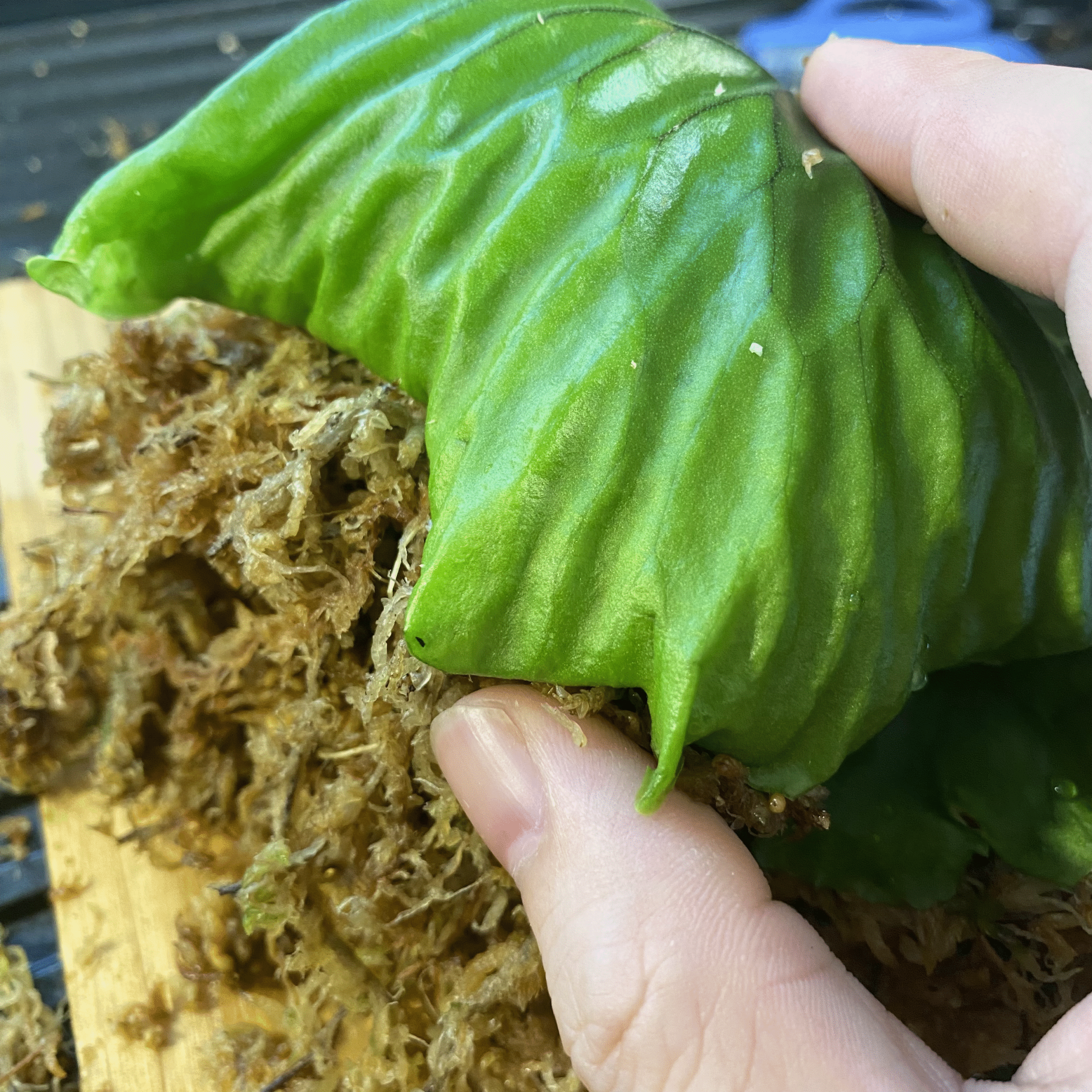 マダガスカリエンセの貯水葉が浮いてくる時の対処方法