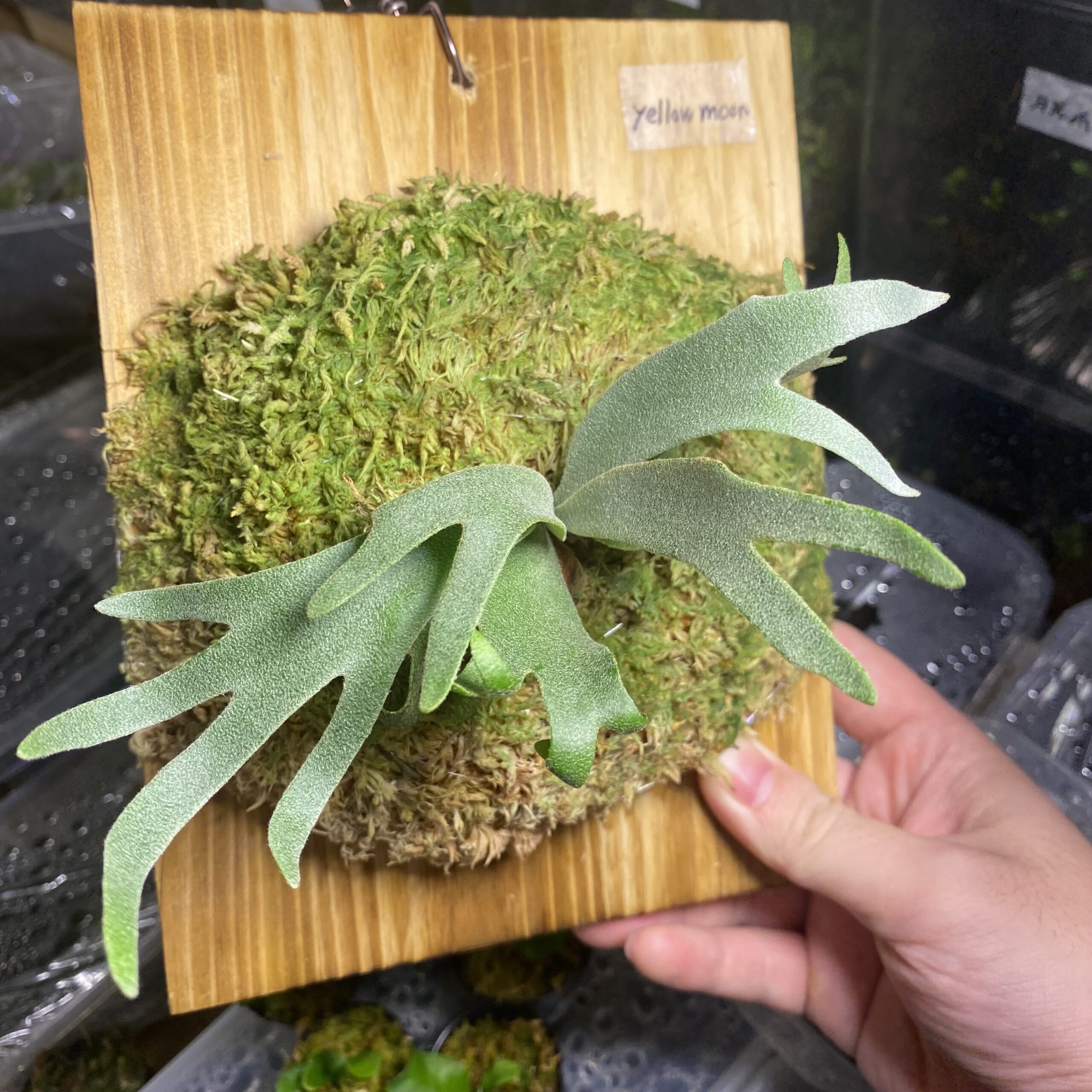 イエロームーン（P. willinckii 'Yellow Moon'）の育成・成長レポート