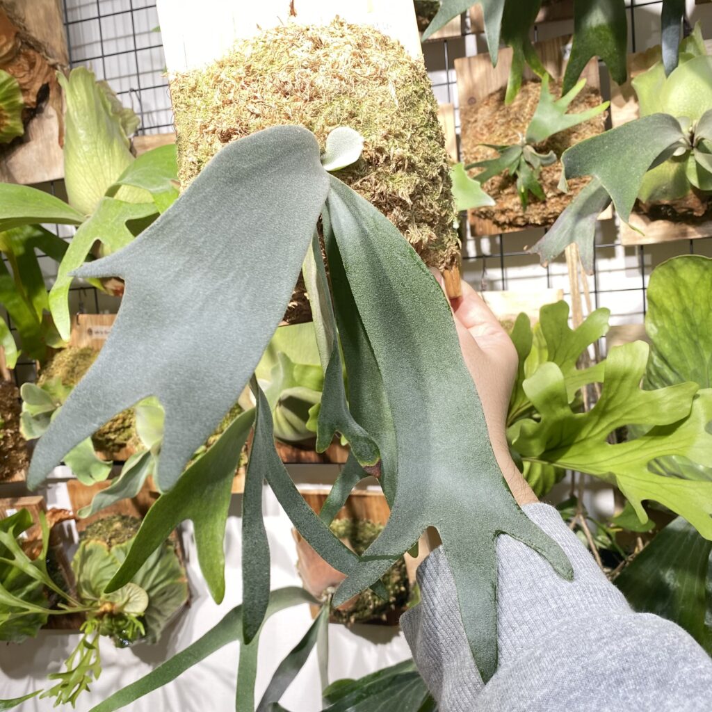 ウィリンキーバリワイルド