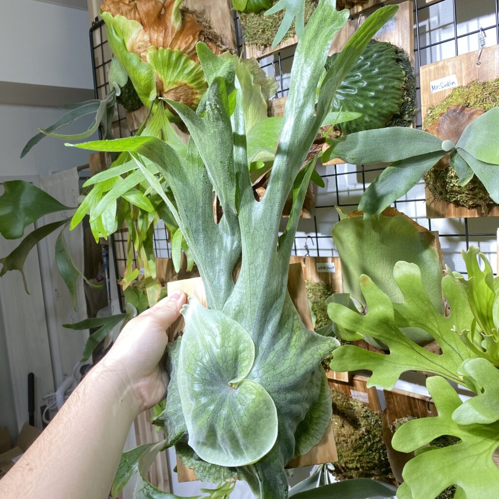 superbumスパーバムの画像