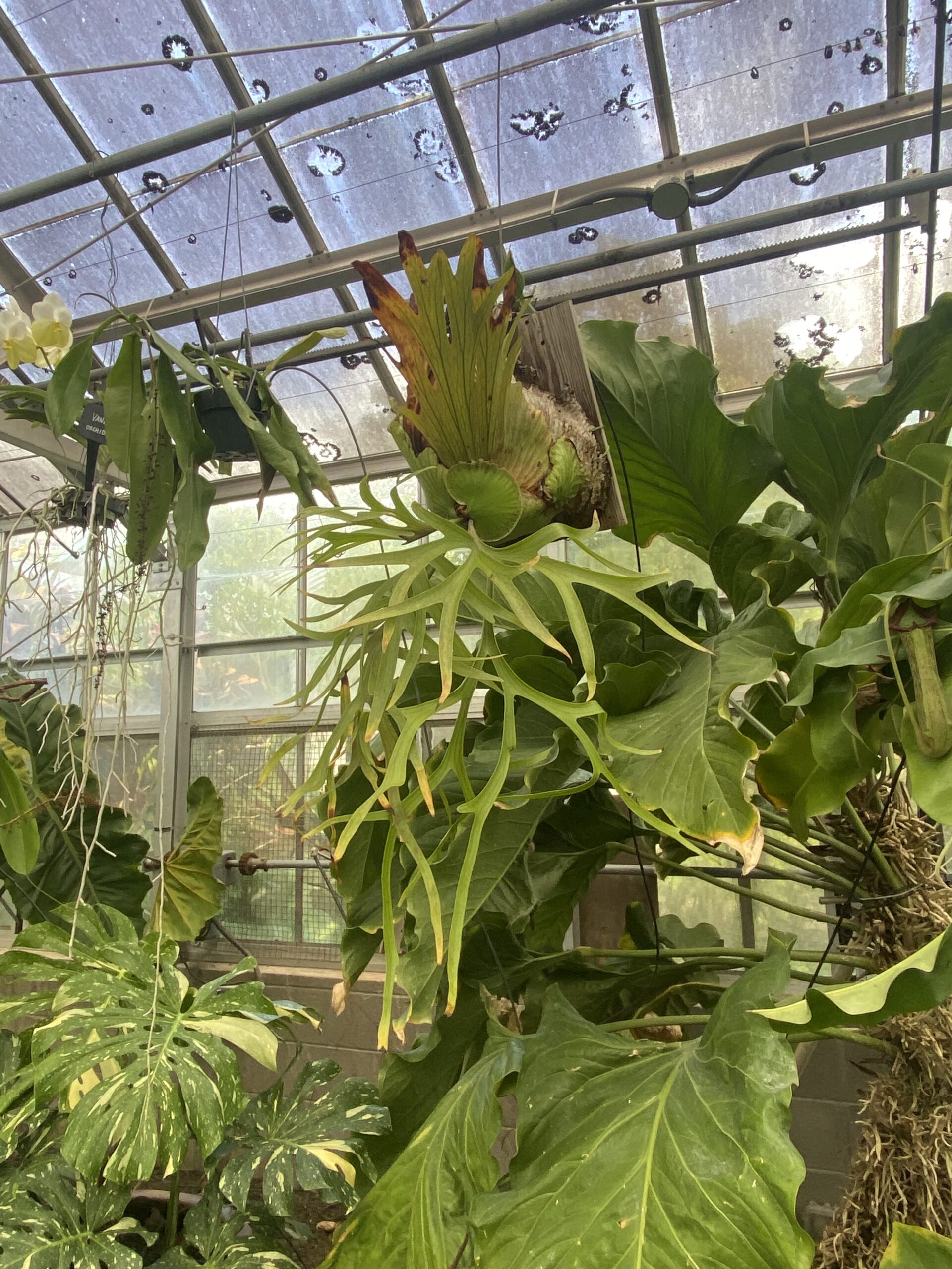 ウィリンキー(P. willinckii)の育成・成長レポート