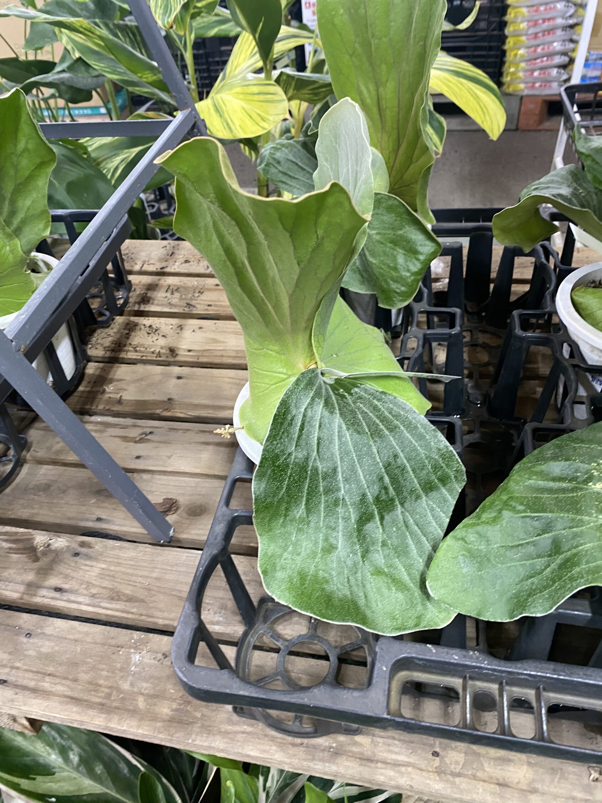 エレファントティス(P. elephantotis)の育成・成長レポート