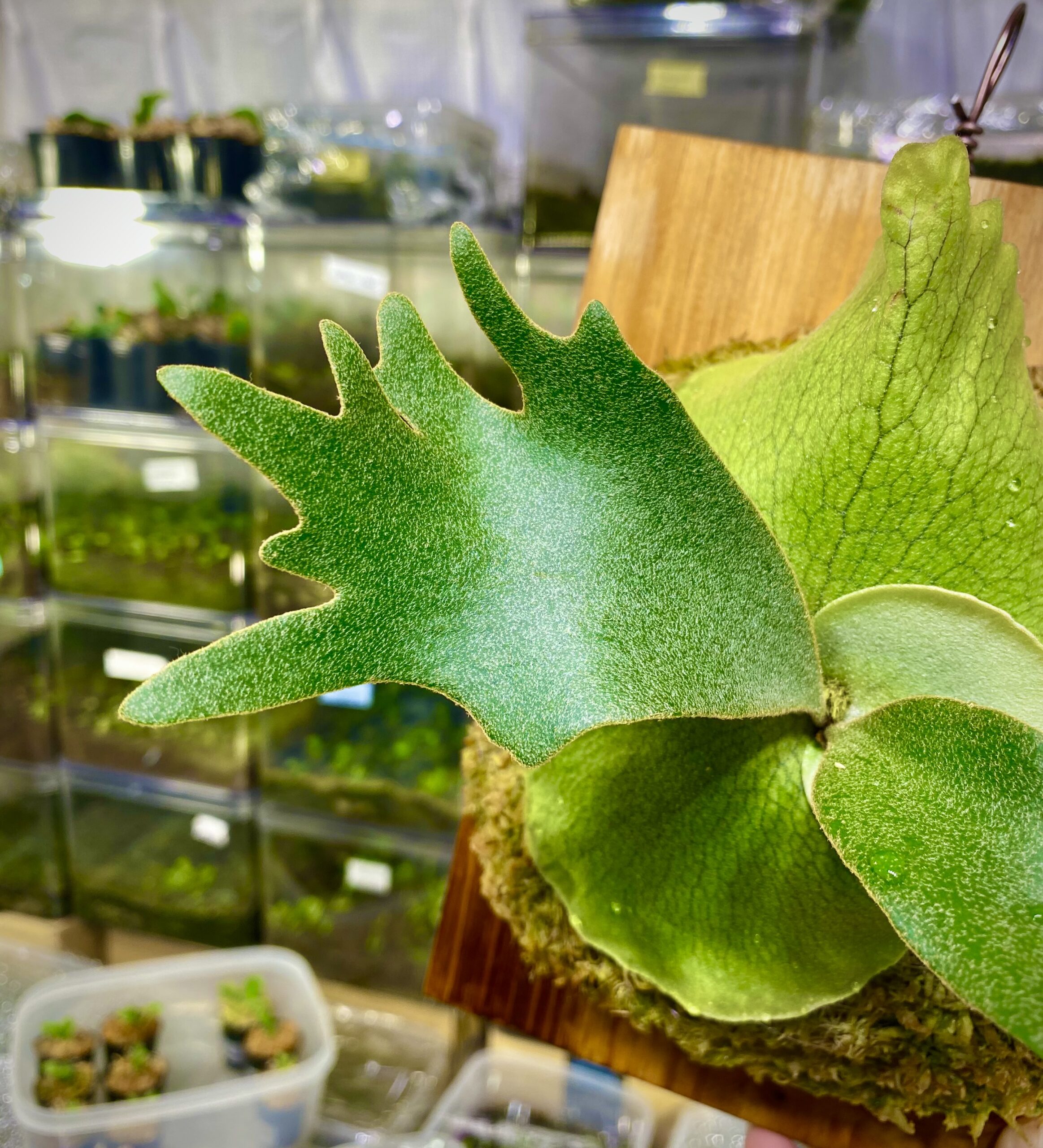 ホワイトギズモ(P. 'White Gizmo' )の育成・成長レポート