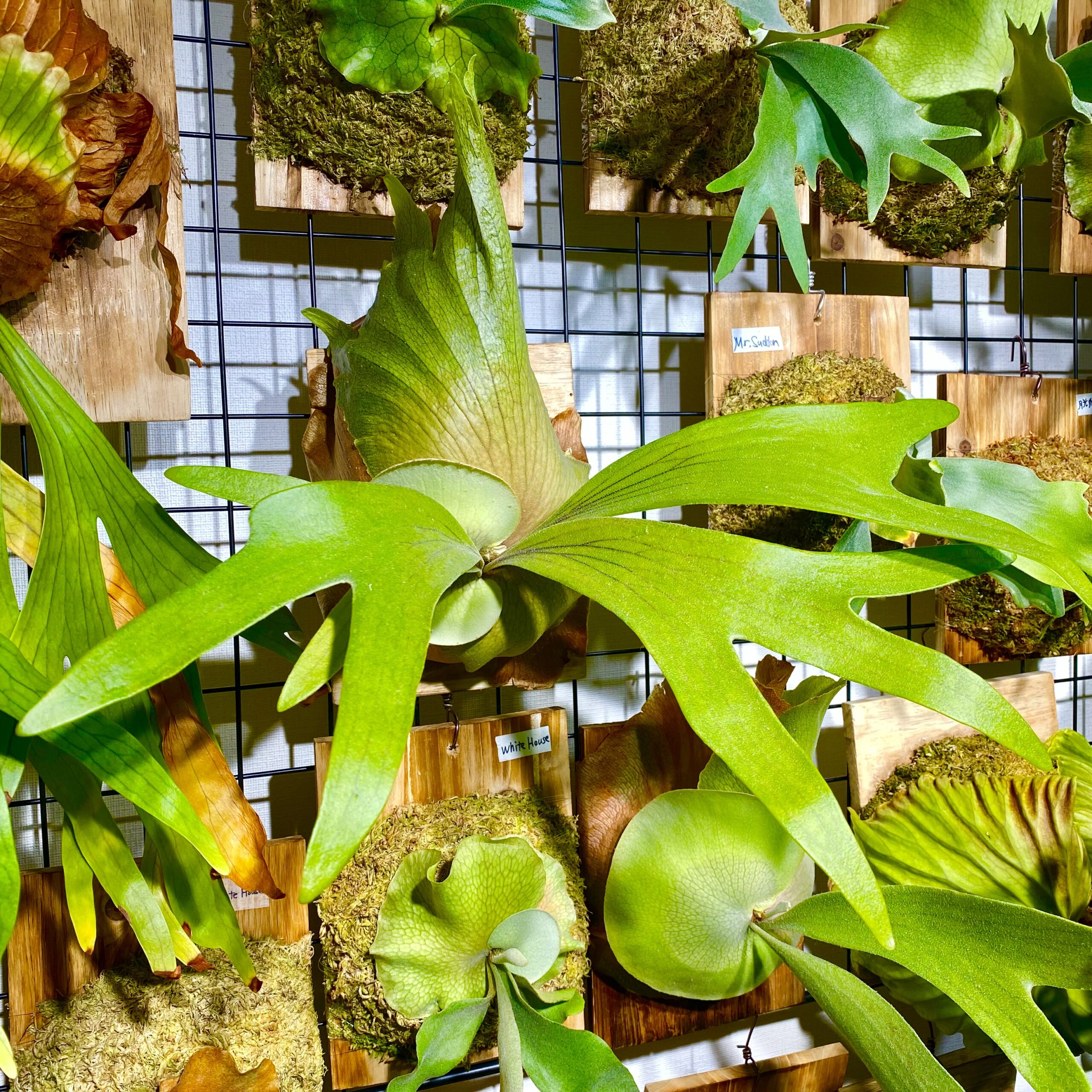 ビカクシダ vandaka plants Celso' Tatsuta OC セルソタツタ(P. 'Celso Tatsuta' )の育成・成長レポート