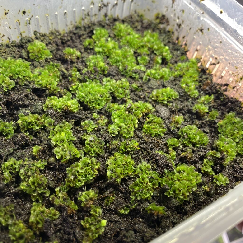 エレファントティスの前葉体