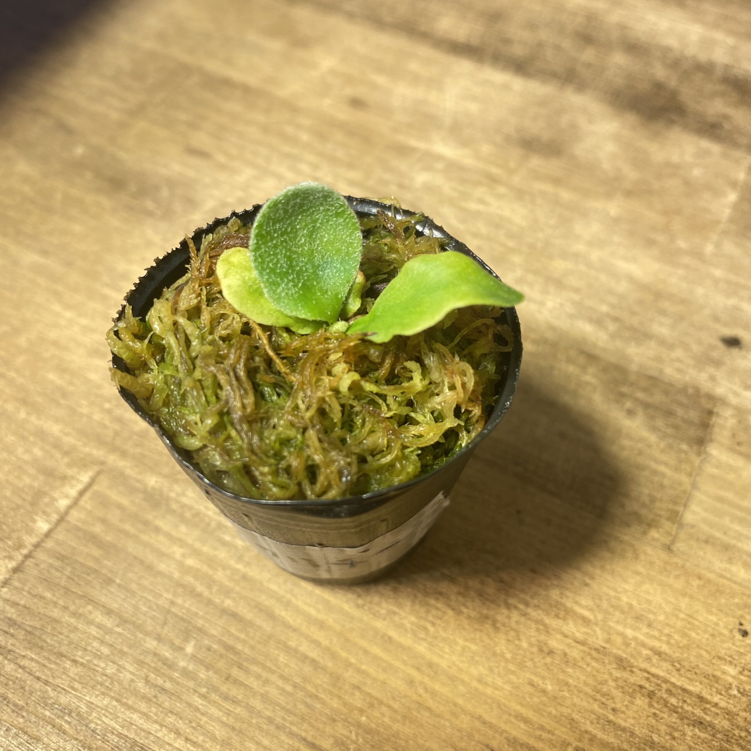 ワリチー(P. wallichii)の育成・成長レポート