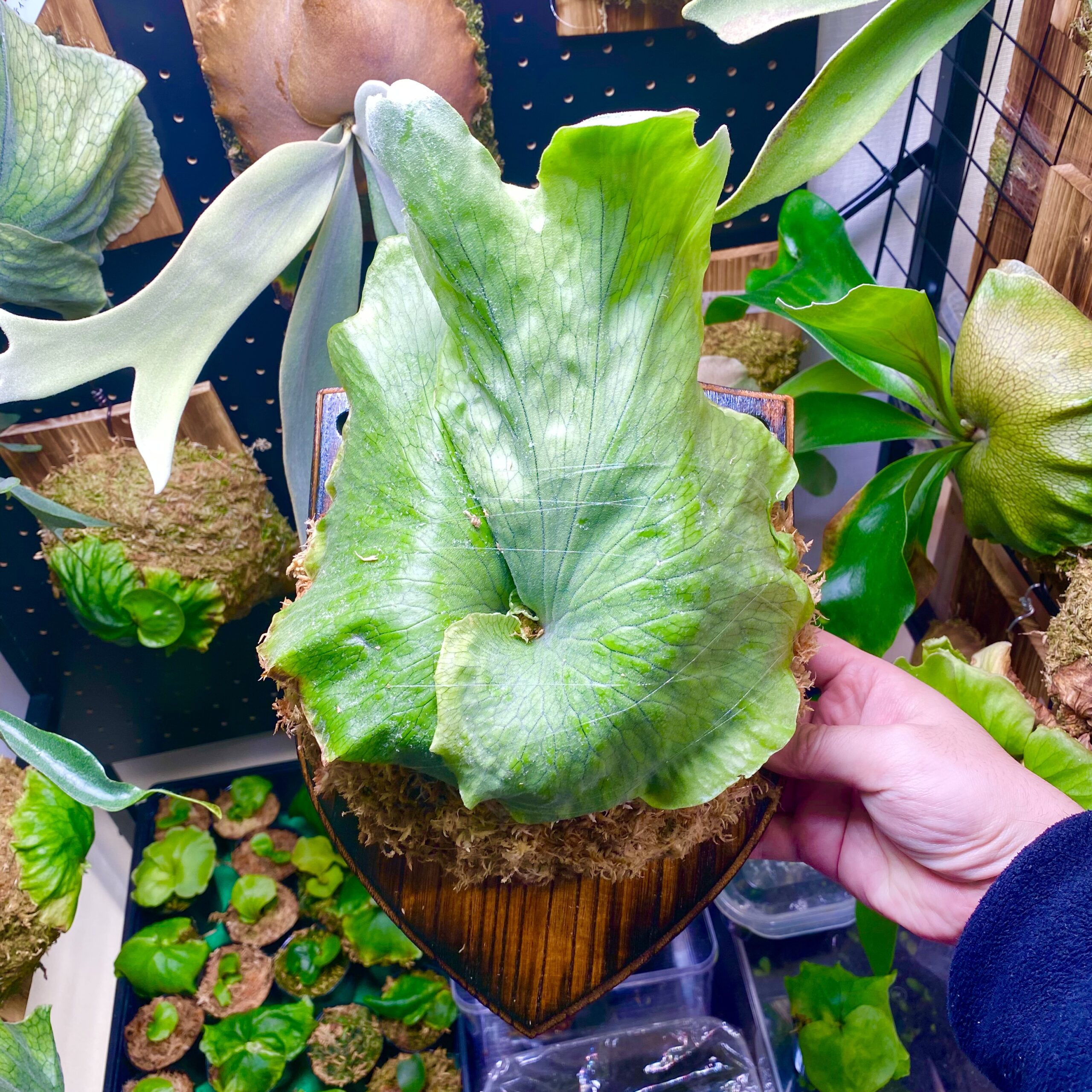 P. wandae(ワンダエ)の育成・成長レポート