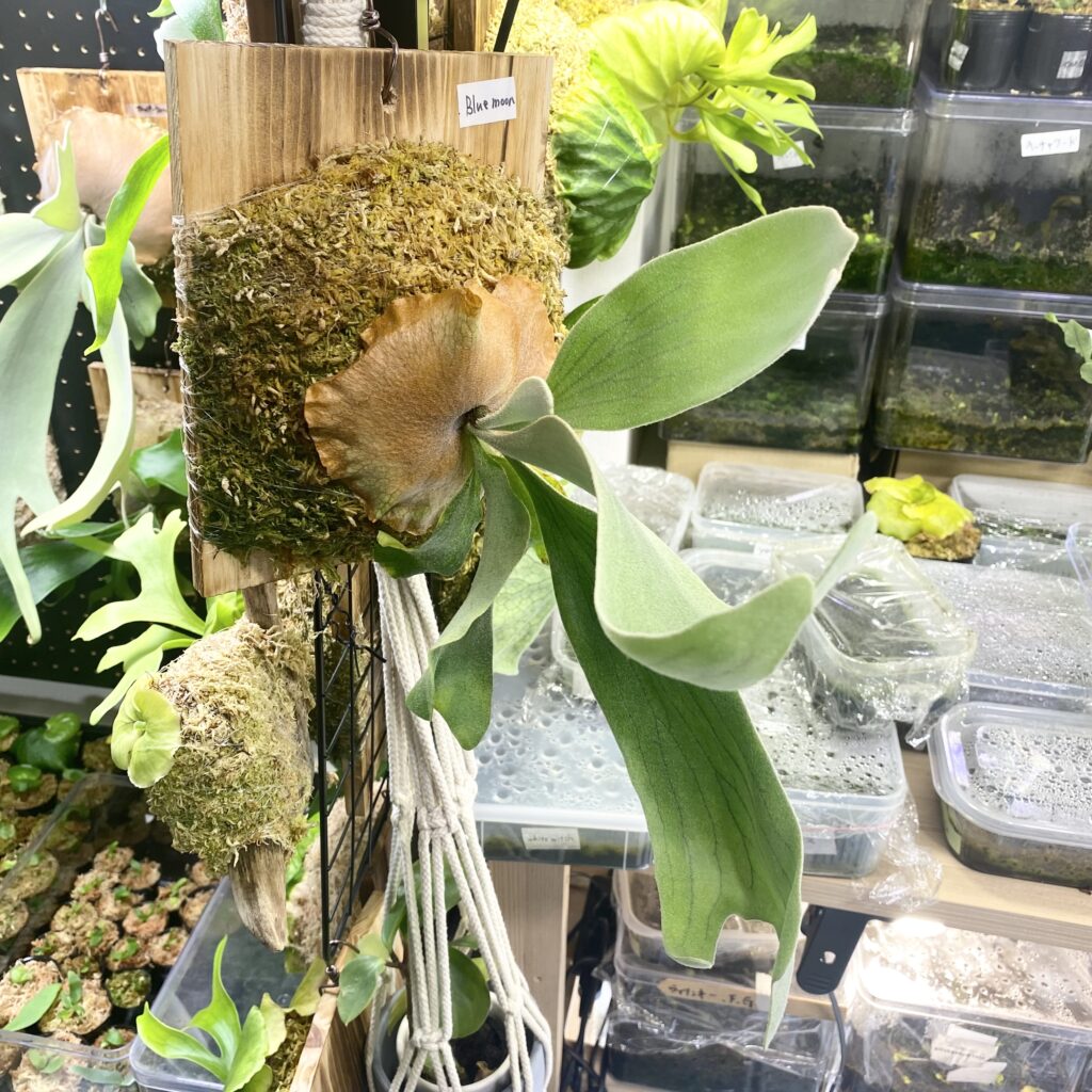 BlueMoonの板付けの画像