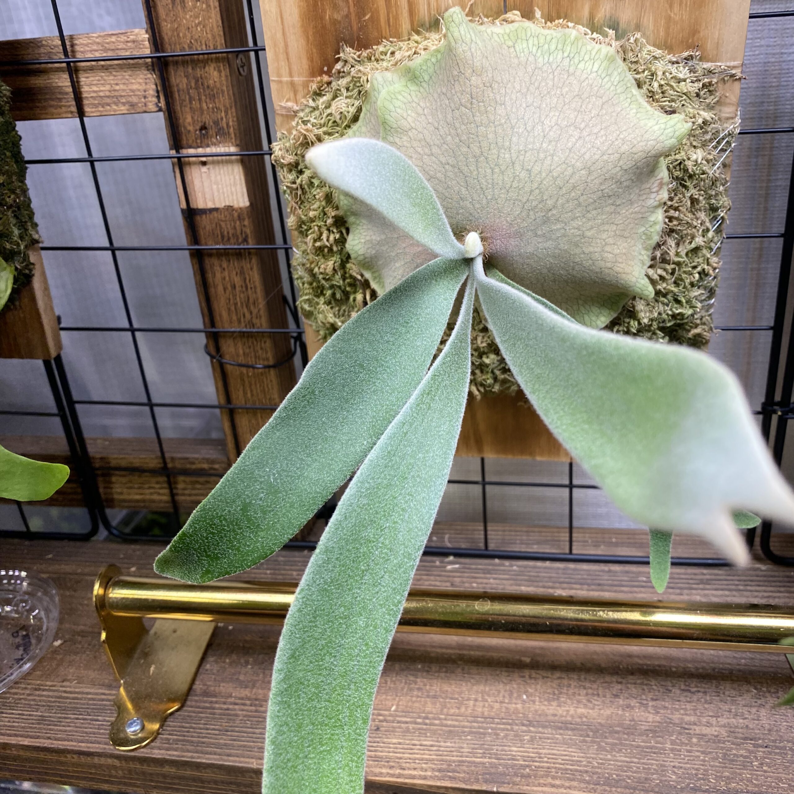 P. veitchii 'Auburn River'(アーバンリバー)の育成・成長レポート