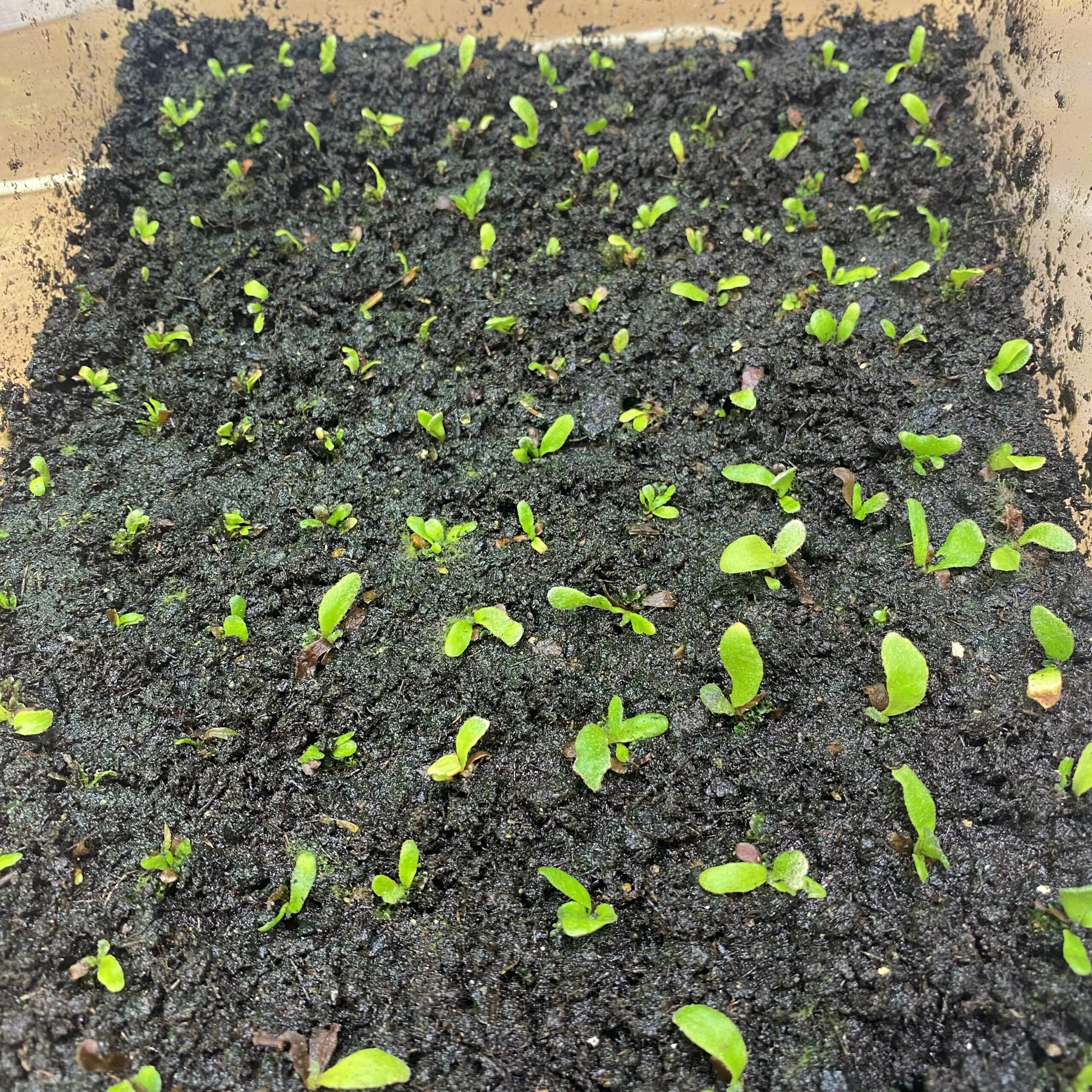 胞子培養中のケースに虫が湧いた時の対処法